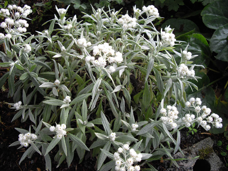 Anaphalis triplinervis (Triple-Veined Pearly Everlasting) (alternate view 10)
