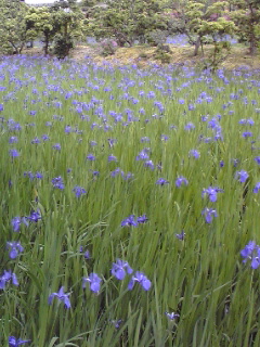 Iris laevigata (alternate view 5)