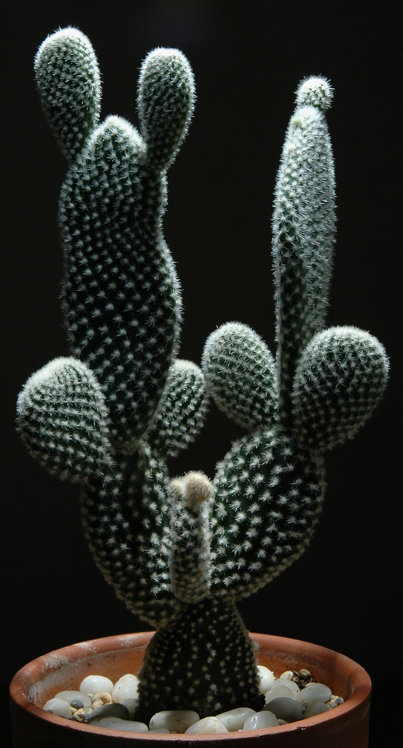 Opuntia microdasys (Bunny Ears Cactus) (alternate view 7)