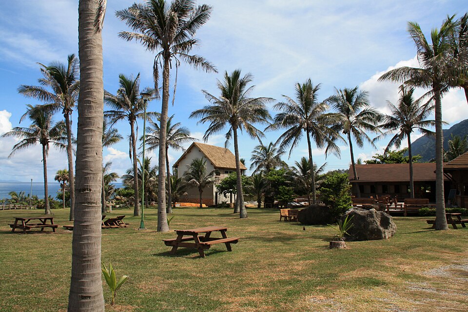 Cocos nucifera (Coconut Palm) (alternate view 5)