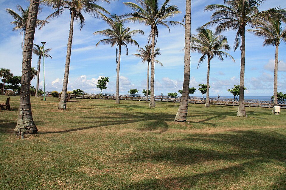 Cocos nucifera (Coconut Palm) (alternate view 6)
