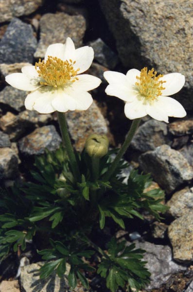 Anemone multifida