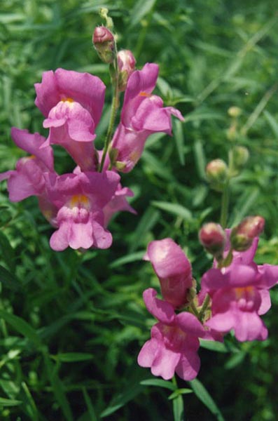 Antirrhinum majus (snapdragon) (alternate view 7)