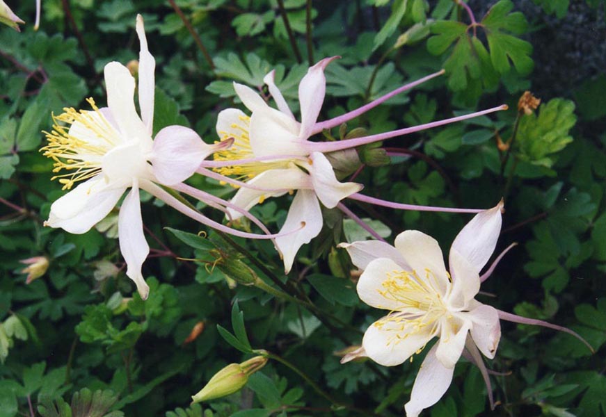 Aquilegia coerulea (blue columbine) (alternate view 6)