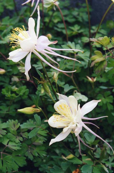 Aquilegia coerulea (blue columbine) (alternate view 7)