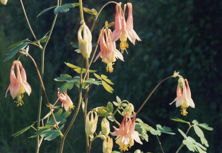 Aquilegia canadensis (Wild Columbine) (alternate view 6)