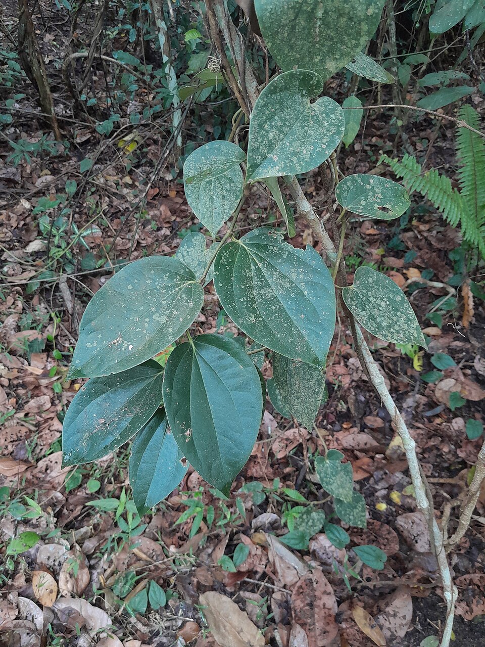 Piper hederaceum (Australian Pepper Vine) (alternate view 3)