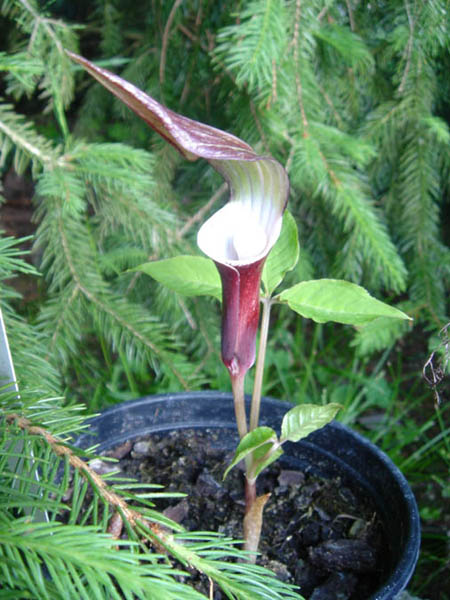 Arisaema sikokianum (Shikoku Cobra Lily) (alternate view 9)