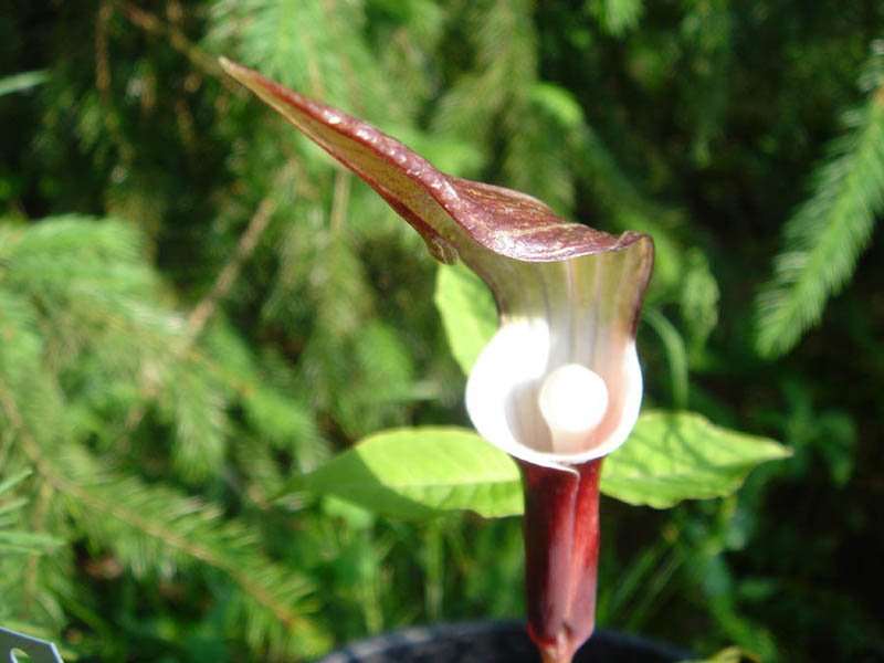 Arisaema sikokianum (Shikoku Cobra Lily) (alternate view 10)