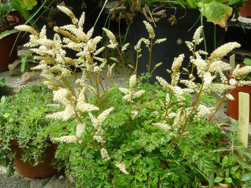 Aruncus aethusifolius