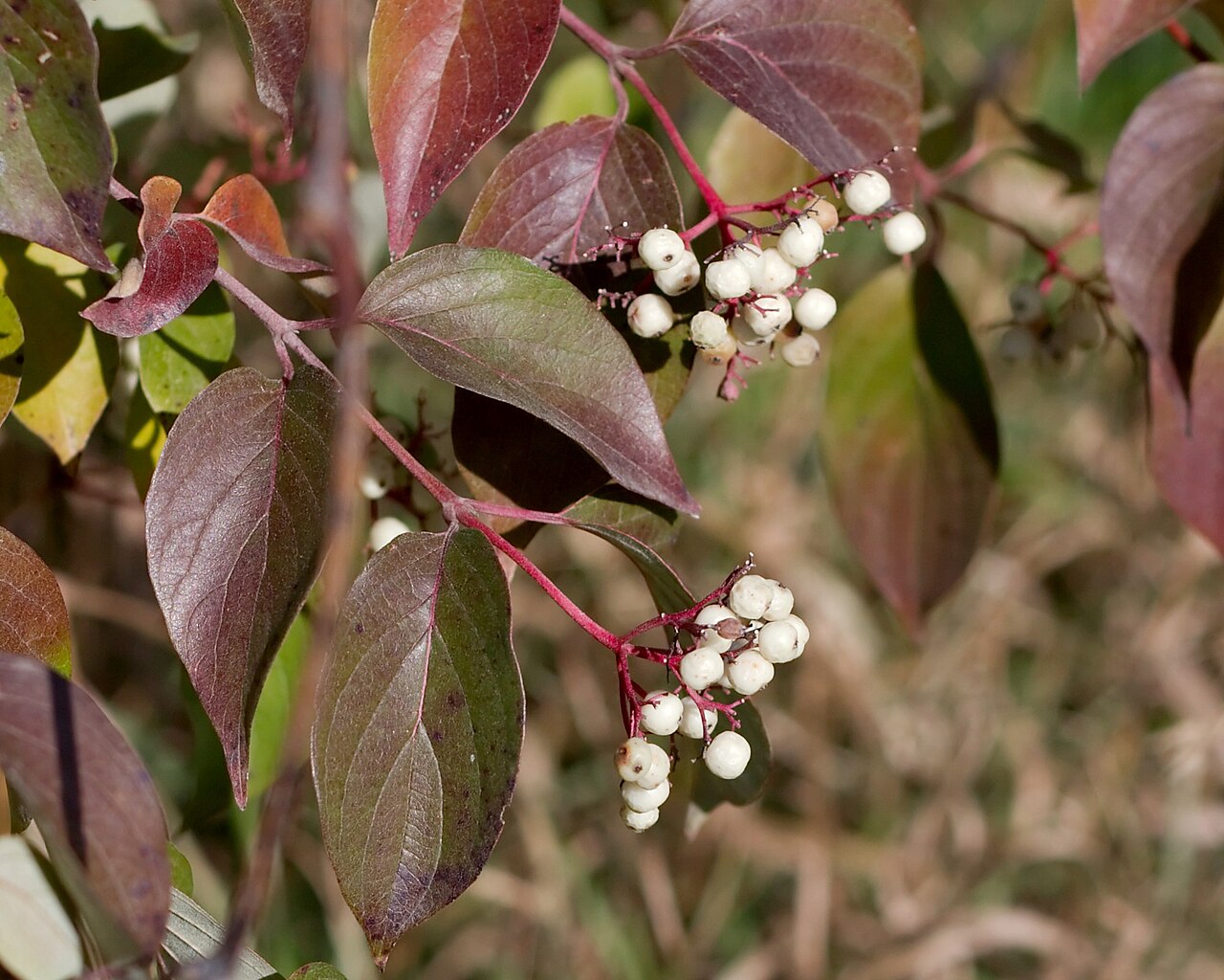 Cornus alba, Red-barked dogwood — upright deciduous (Cornaceae) (image 1 of 10)