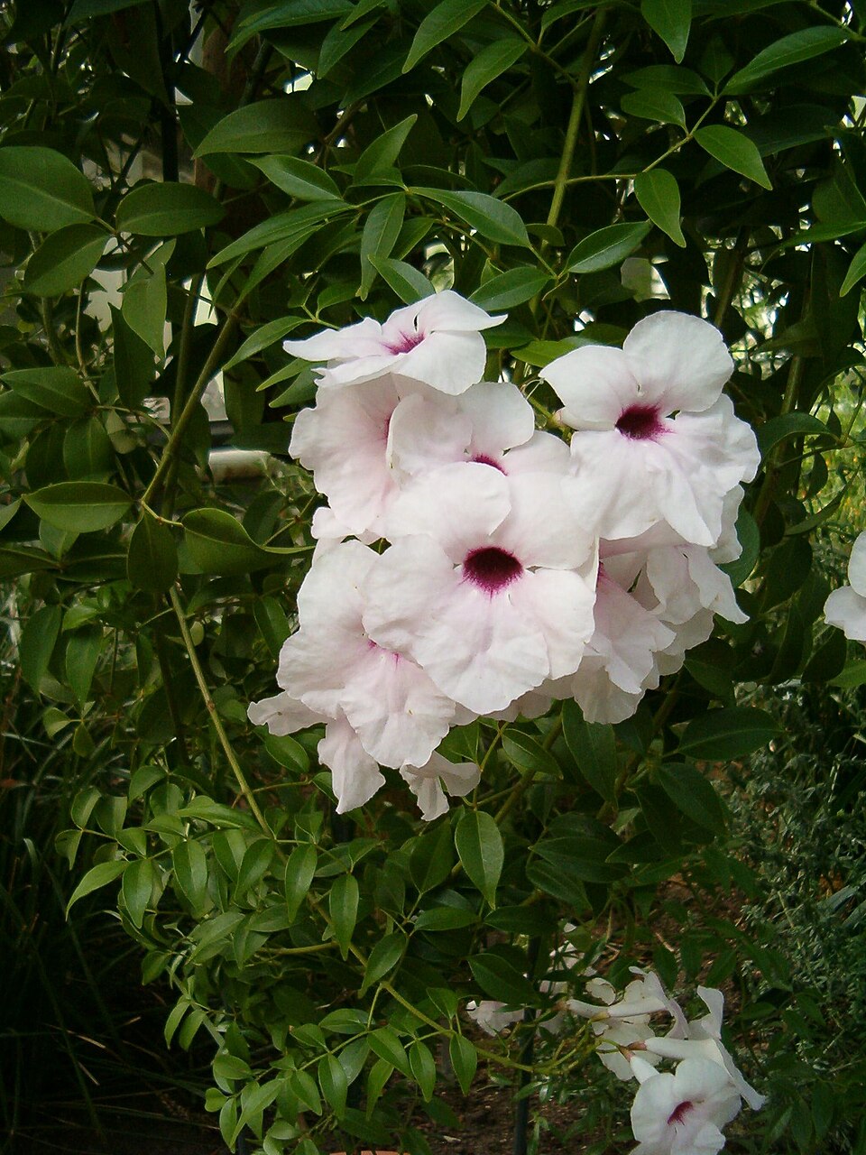 Pandorea jasminoides (Bower Plant) (alternate view 7)