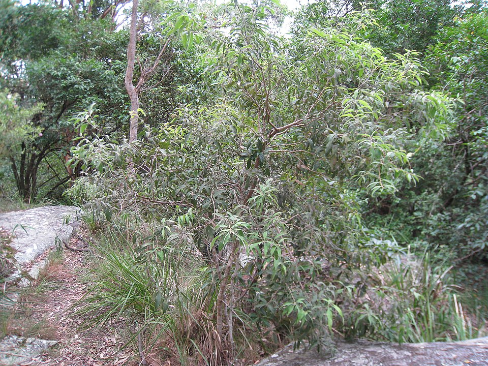 Notelaea longifolia (Large Mock-olive) (alternate view 9)