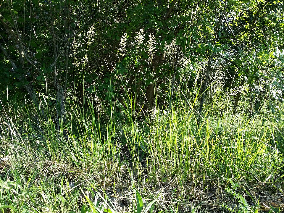 Agrostis gigantea (redtop) (alternate view 10)