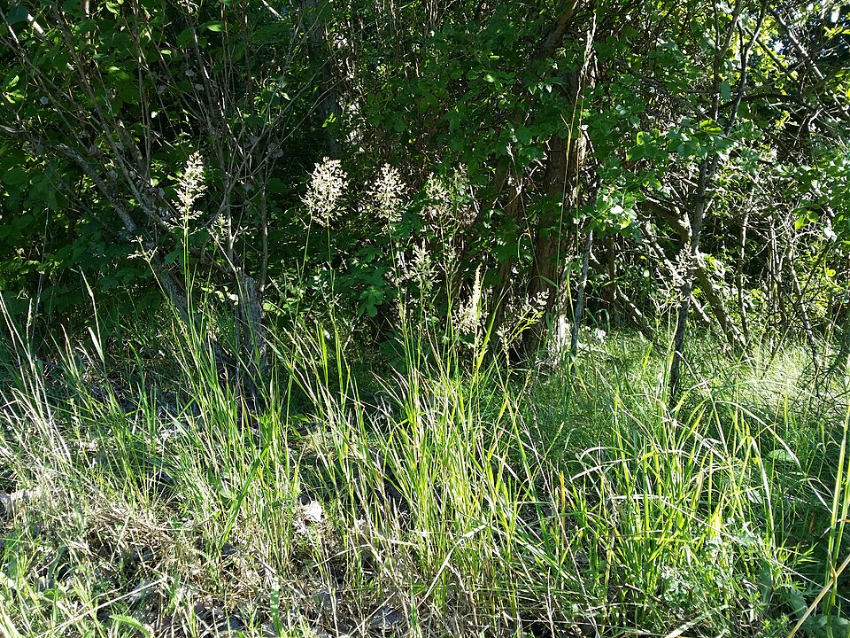Agrostis gigantea (redtop) (alternate view 11)
