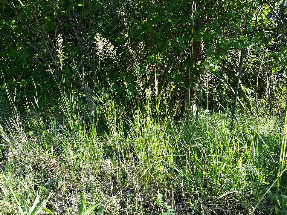 Agrostis gigantea (redtop) (alternate view 12)