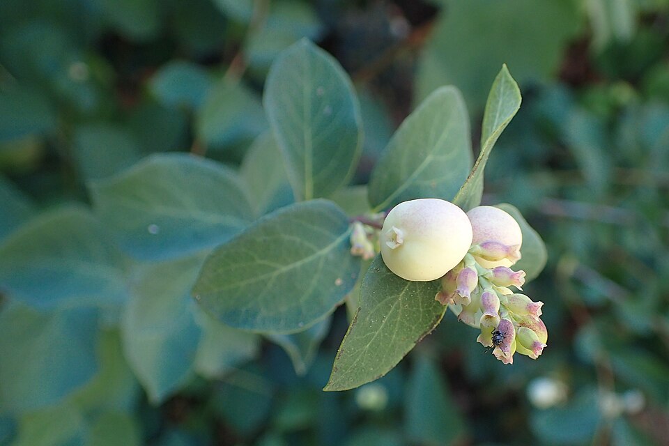 Symphoricarpos mollis (Creeping Snowberry) (alternate view 9)
