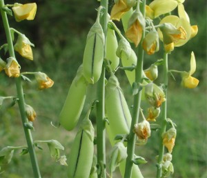 Crotalaria spectabilis (Showy Rattlebox) (alternate view 10)