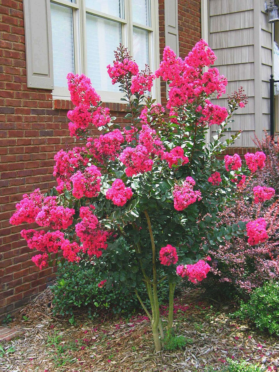 Lagerstroemia indica 'Pink Velour' (Pink Velour Crape Myrtle) (alternate view 5)