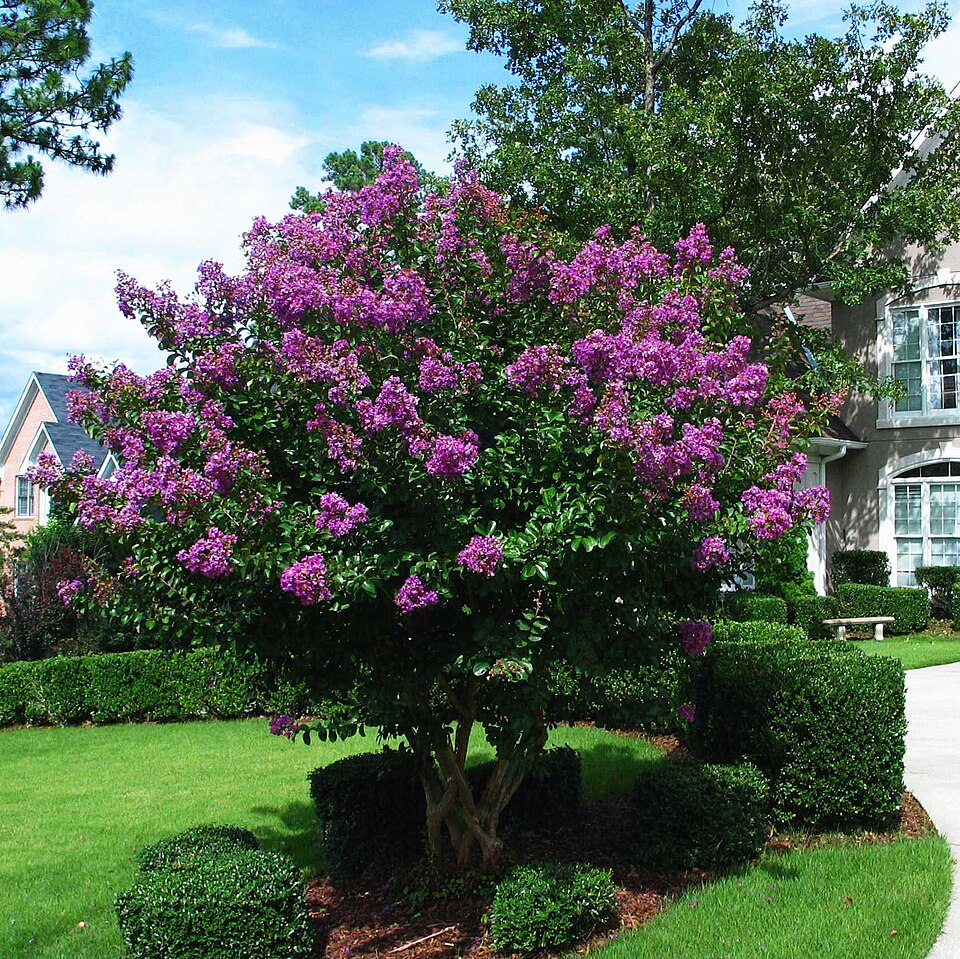 Lagerstroemia indica 'Catawba' (Catawba Crape Myrtle)