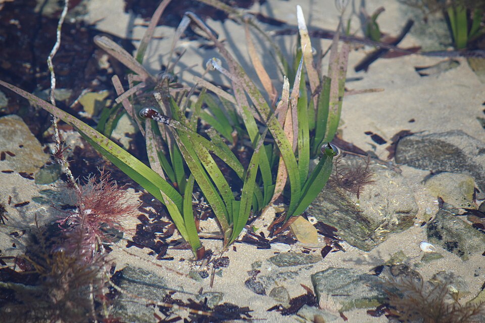 Posidonia australis (fibre-ball weed) (alternate view 7)