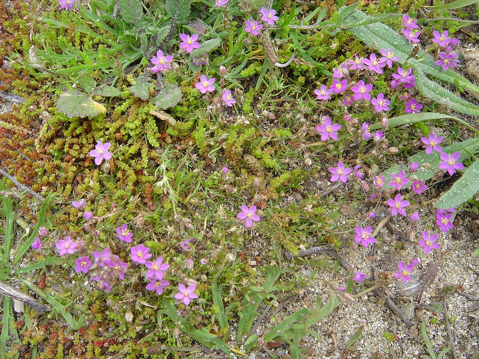 Spergularia rupicola (Rock Sea-spurrey)