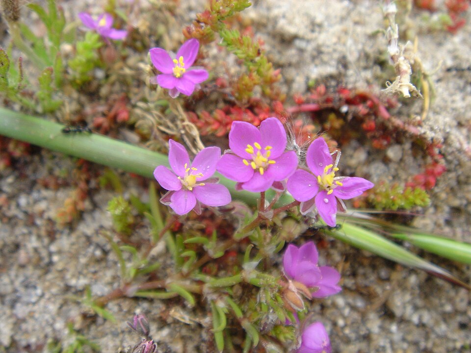Spergularia rupicola (Rock Sea-spurrey)