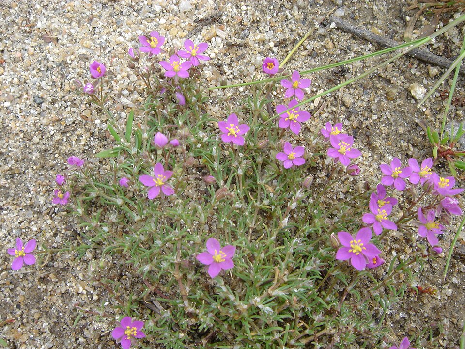 Spergularia rupicola (Rock Sea-spurrey)