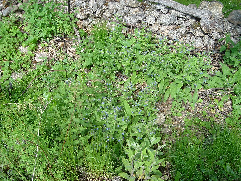 Brunnera macrophylla (perennial forget-me-not) (alternate view 8)