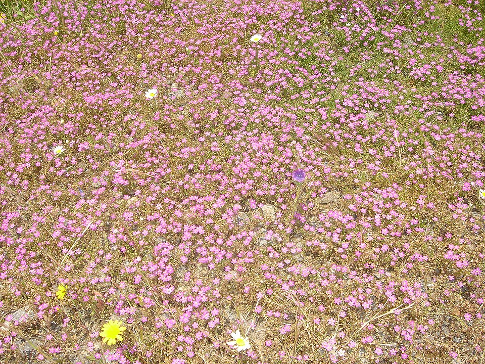 Spergularia rupicola (Rock Sea-spurrey)