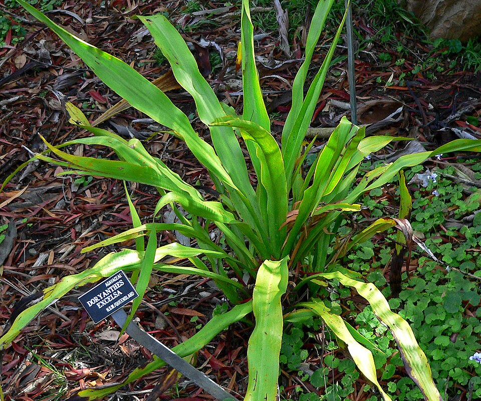 Doryanthes excelsa (Gymea Lily) (alternate view 2)