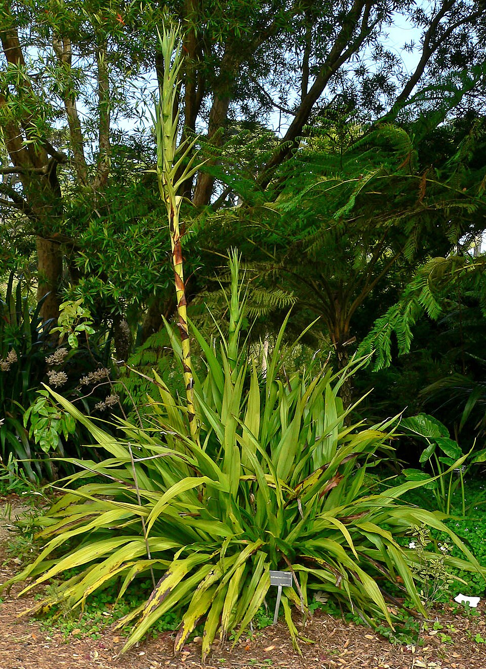 Doryanthes excelsa (Gymea Lily) (alternate view 3)