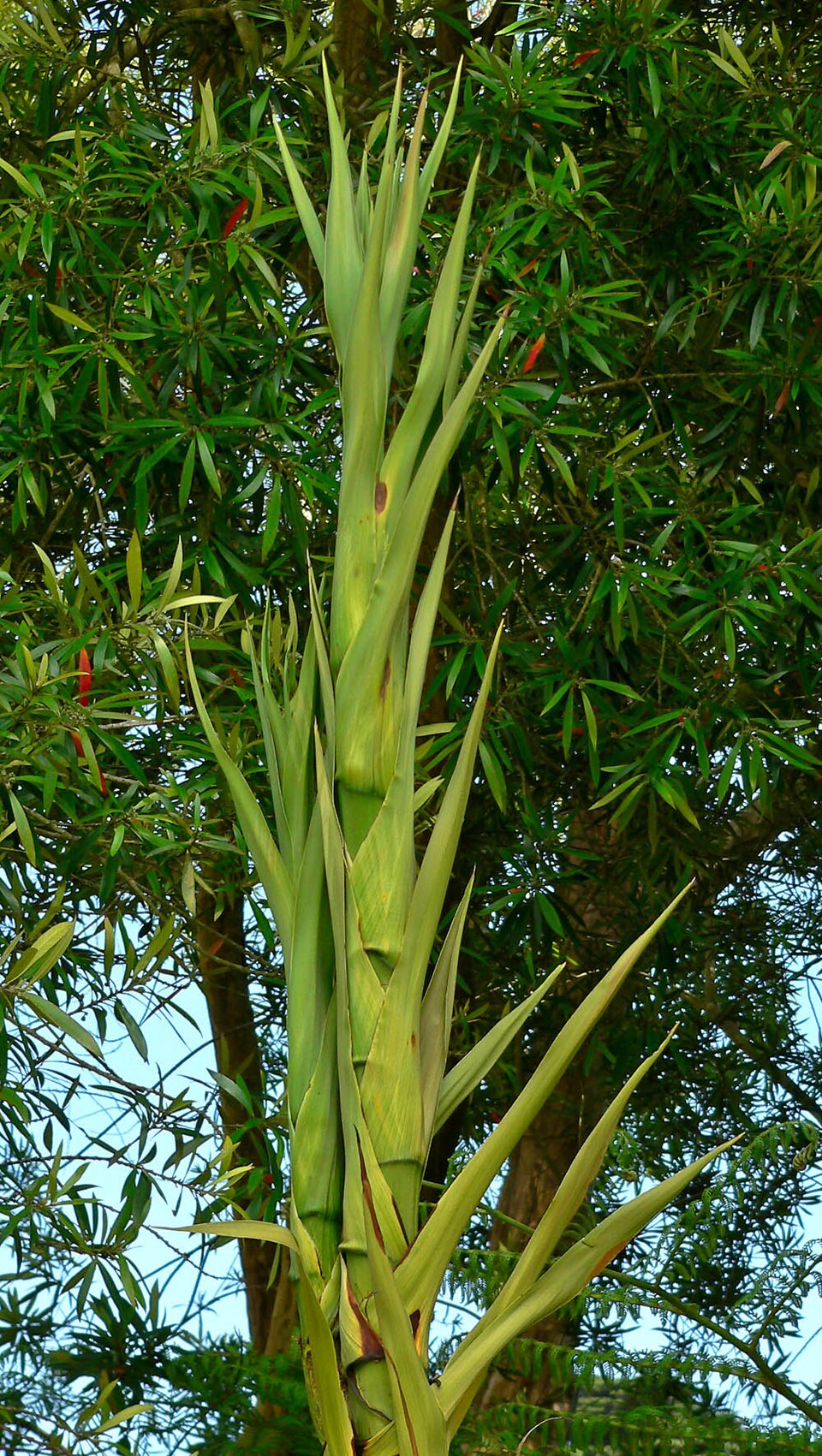 Doryanthes excelsa (Gymea Lily) (alternate view 4)