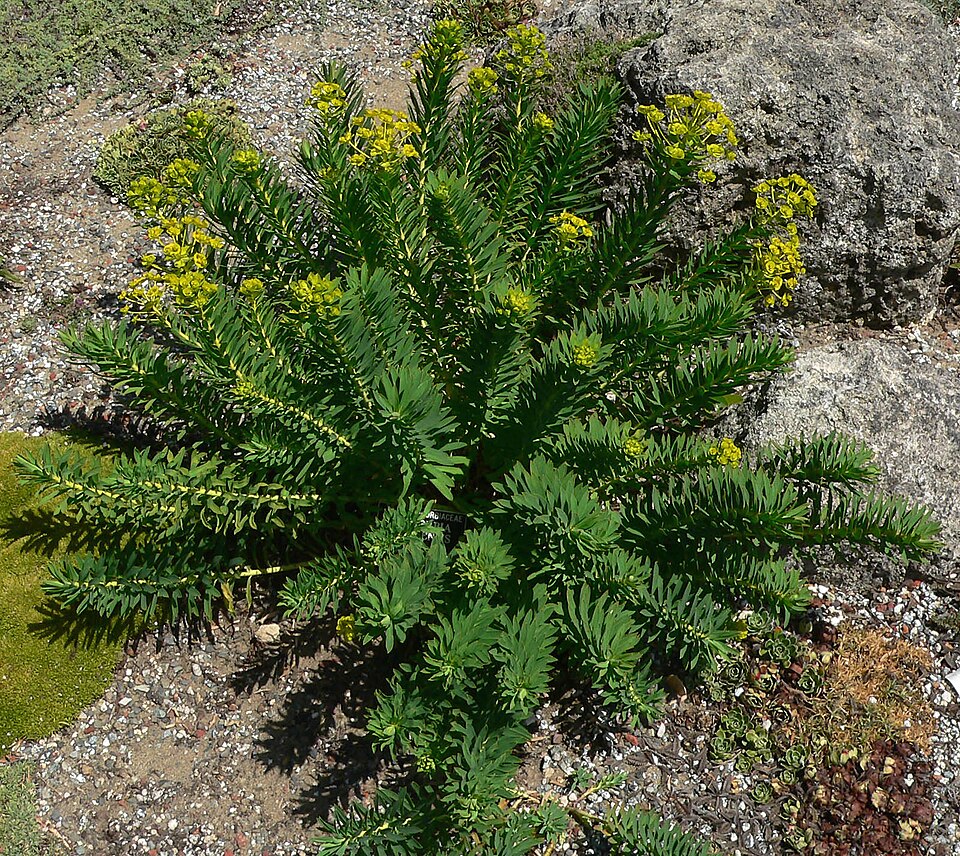 Euphorbia nicaeensis (alternate view 8)