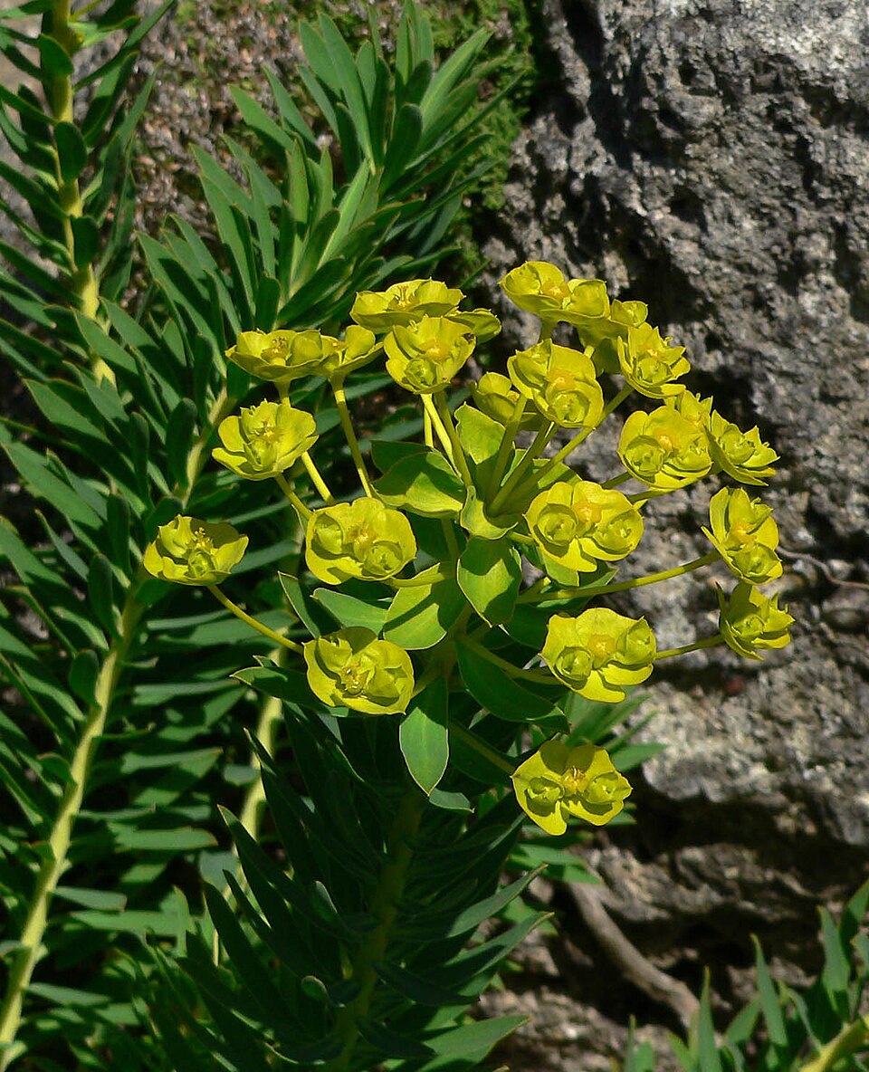 Euphorbia nicaeensis (alternate view 9)