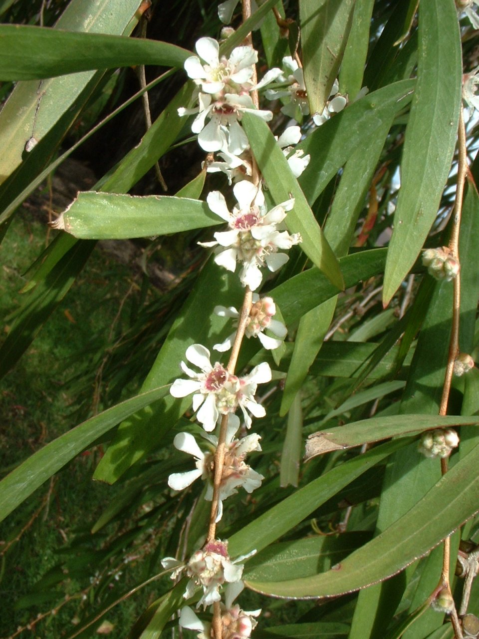 Agonis flexuosa (Western Australian Peppermint)