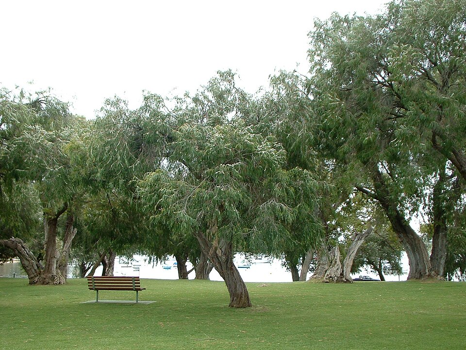 Agonis flexuosa (Western Australian Peppermint) (alternate view 2)