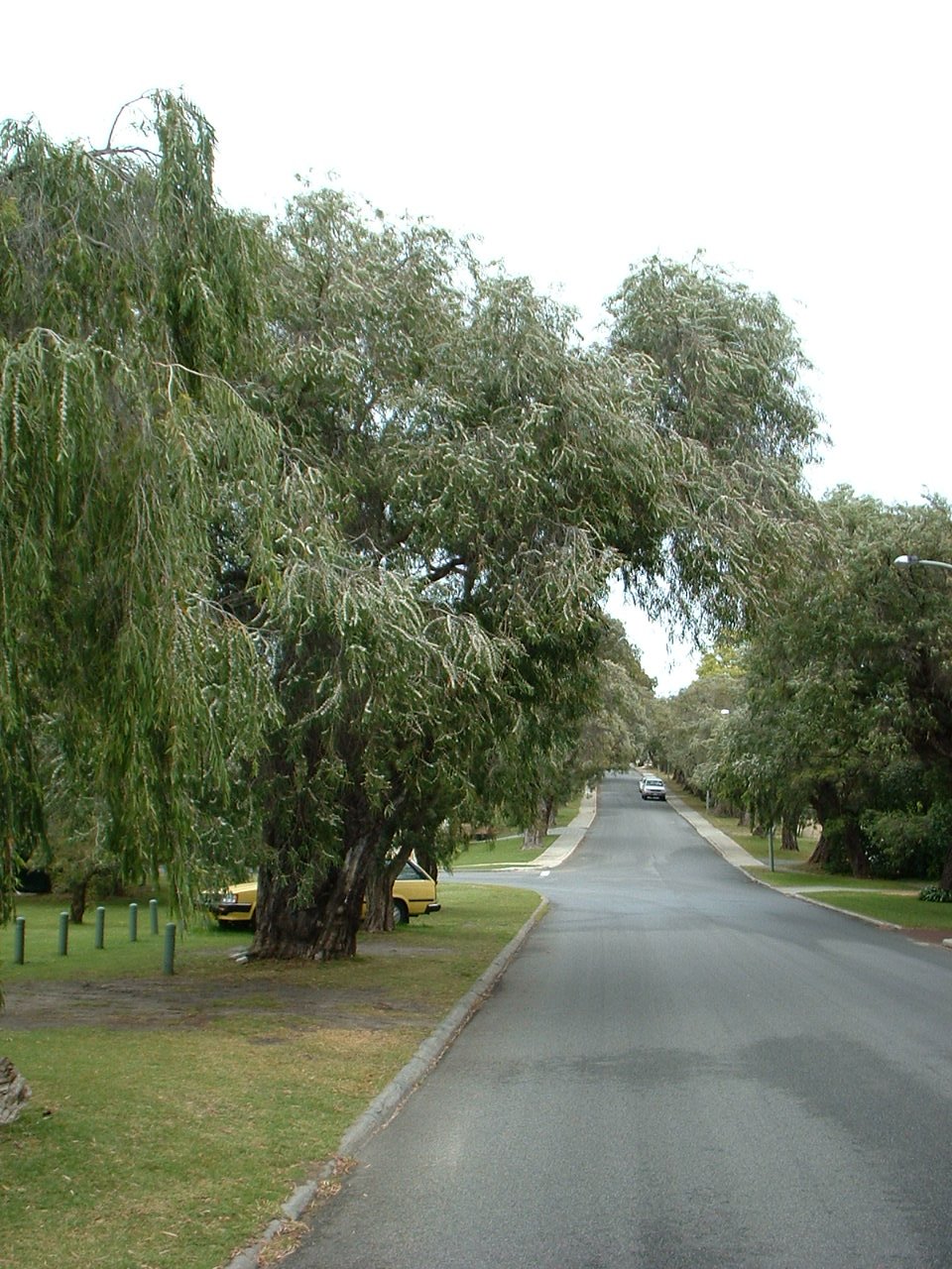 Agonis flexuosa (Western Australian Peppermint) (alternate view 3)