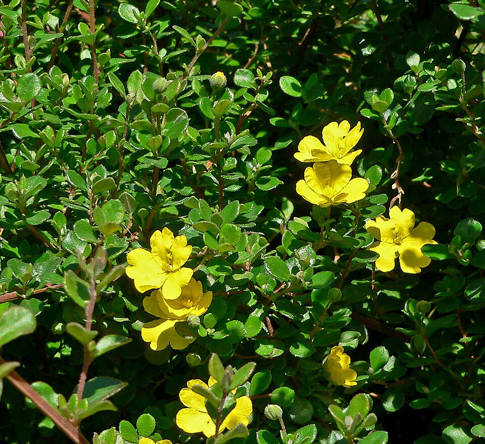 Hibbertia aspera (Rough Guinea Flower) (alternate view 6)