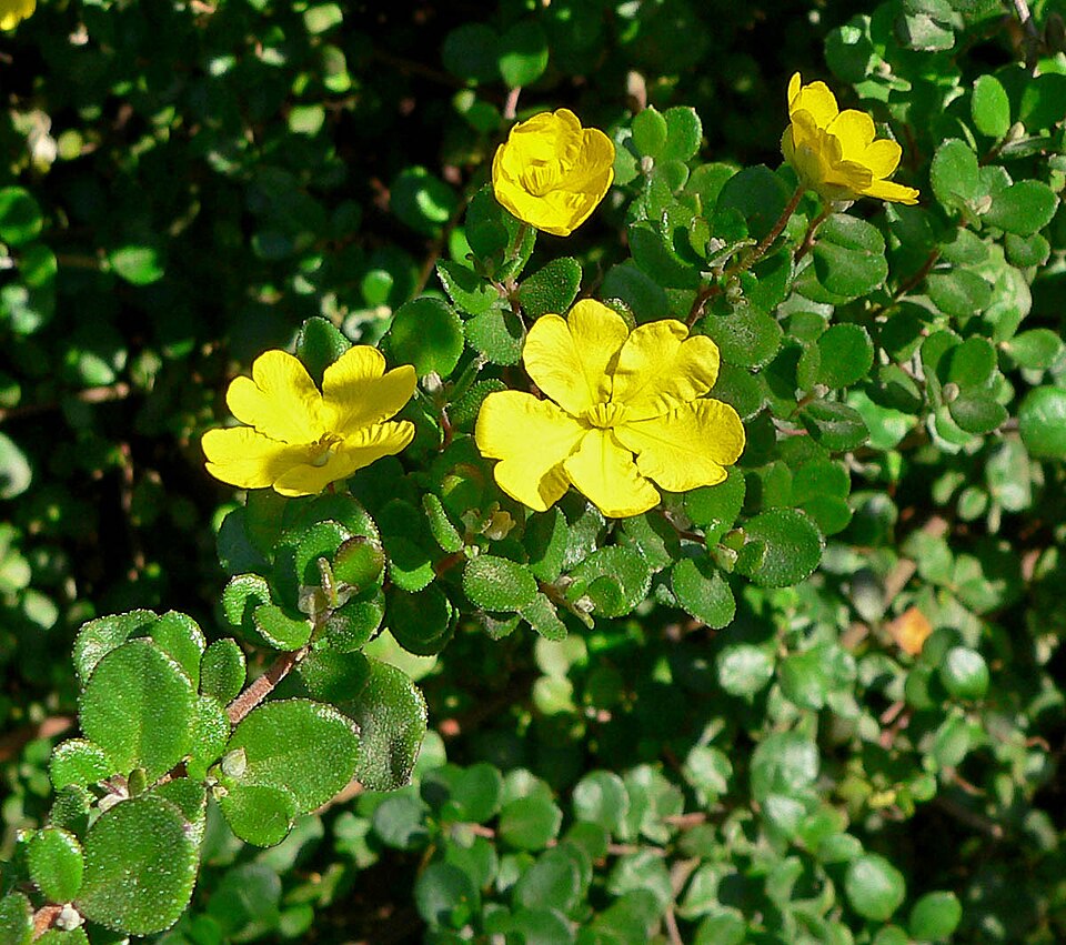 Hibbertia aspera (Rough Guinea Flower) (alternate view 7)