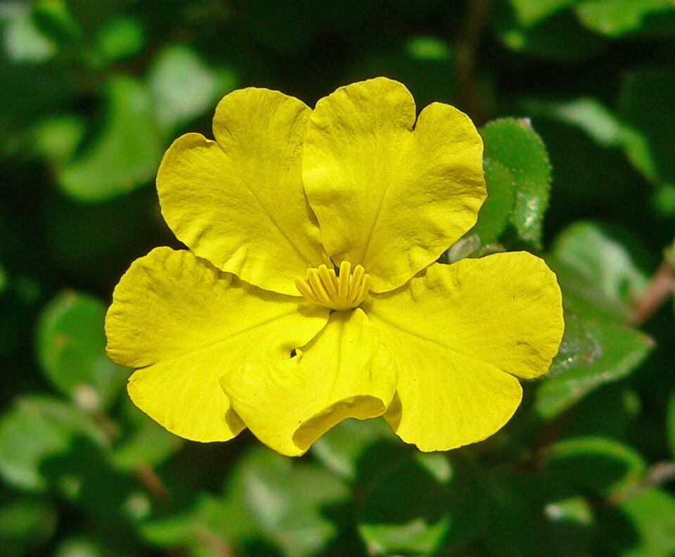 Hibbertia aspera (Rough Guinea Flower) (alternate view 8)