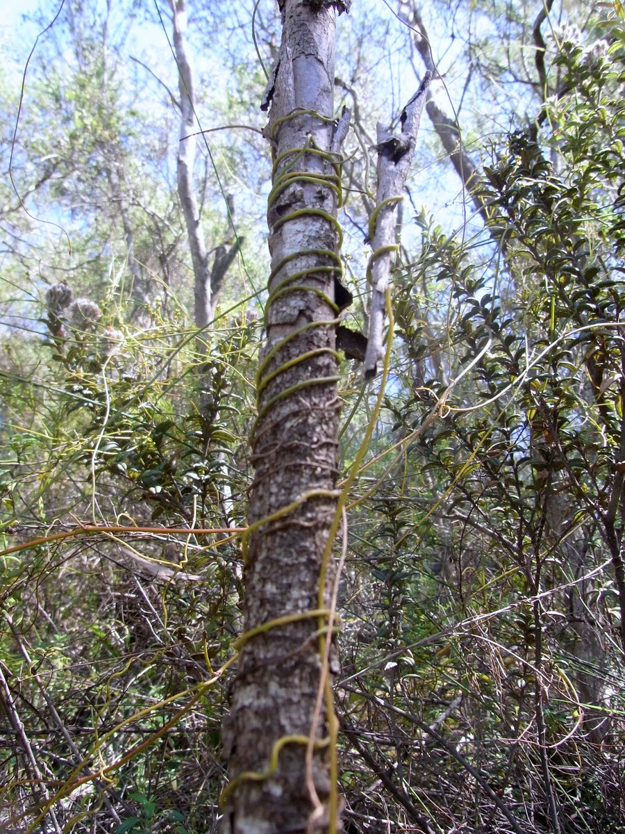 Cassytha pubescens (Downy Dodder-laurel) (alternate view 6)