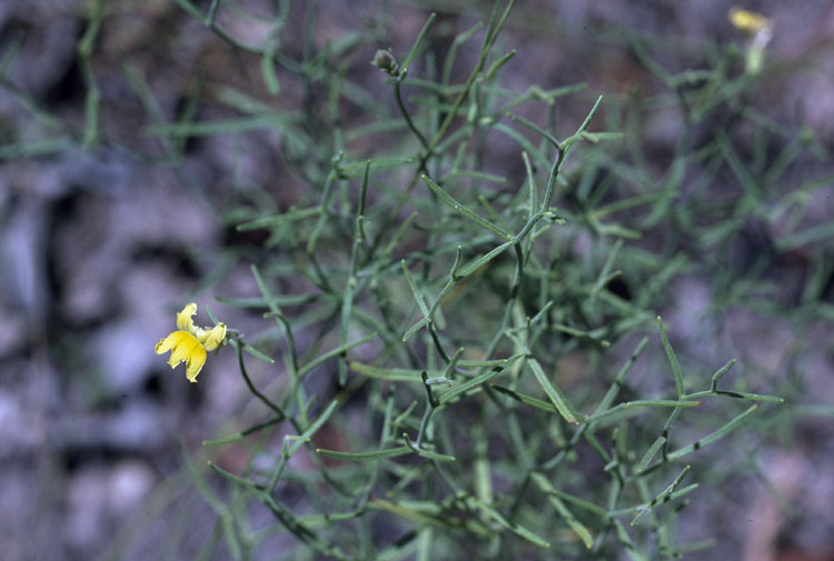 Goodenia (goodenias) (alternate view 4)