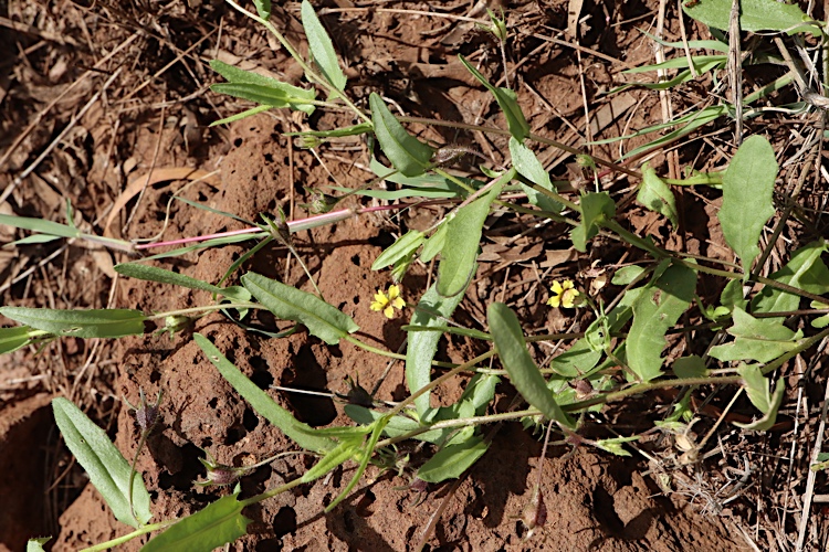 Goodenia (goodenias) (alternate view 5)