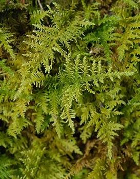 Thuidium tamariscinum (Common Tamarisk-moss)