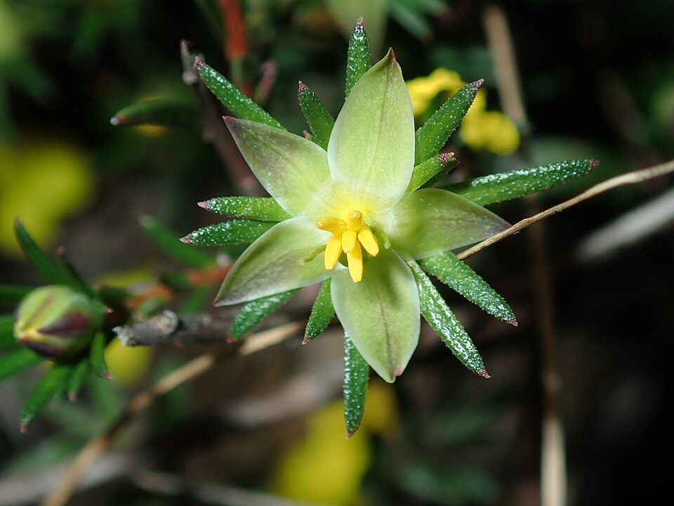 Hibbertia (guinea-flowers) (alternate view 2)
