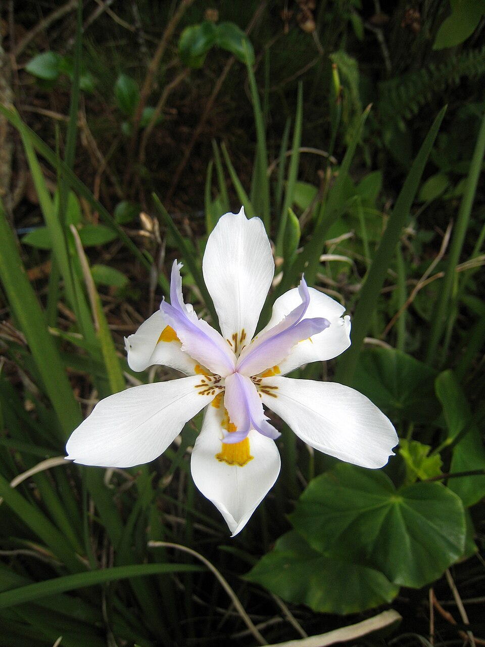 Dietes grandiflora (Large Fortnight Lily) (alternate view 8)