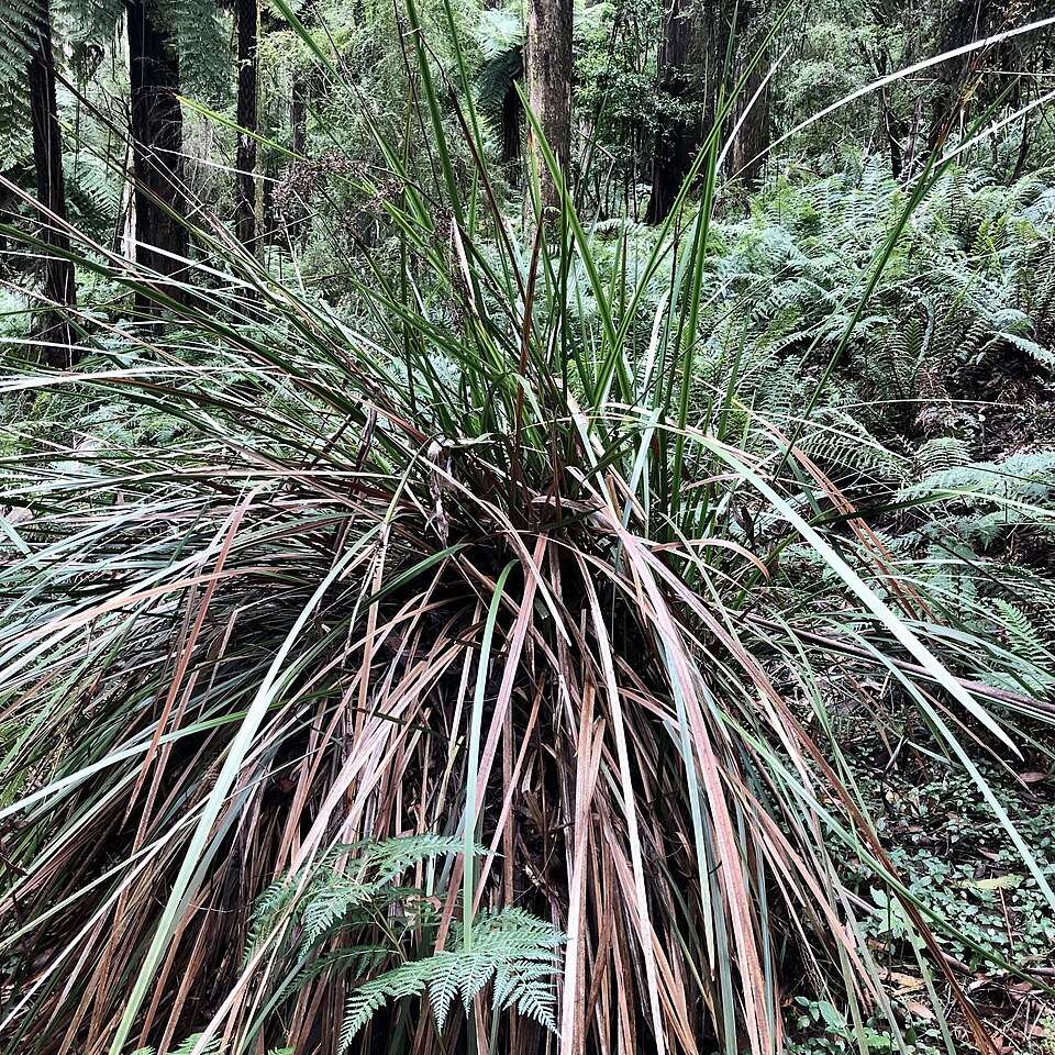 Lepidosperma elatius (tall sword-sedge)