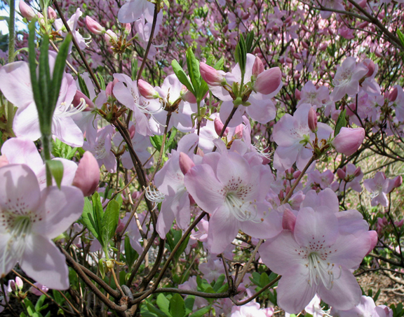 Rhododendron schlippenbachii (royal azalea) (alternate view 6)
