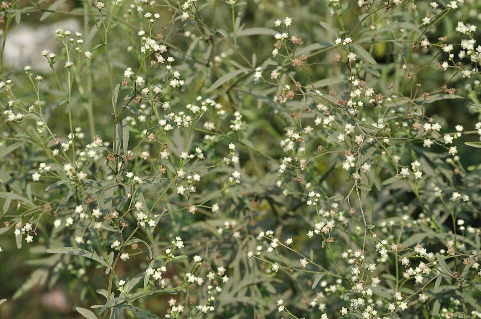 Parthenium hysterophorus (Santa Maria feverfew)